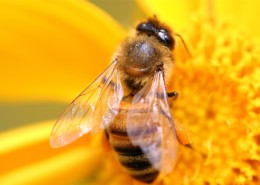 勤劳的小蜜蜂图片