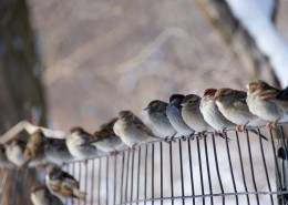 小型鸟类——树麻雀图片大全