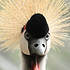 头戴皇冠的灰冠鹤图片
