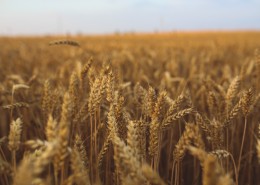 成熟的小麦图片大全