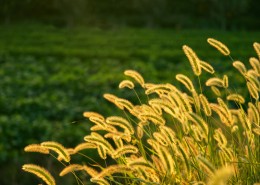 生命力旺盛的野草图片