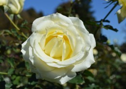 清纯淡雅的白玫瑰图片大全