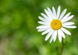 东洋菊玛格丽特花图片