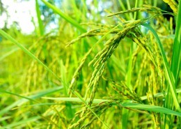 绿油油的水稻图片