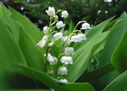 白色的铃兰图片