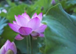 优雅漂亮的荷花图片