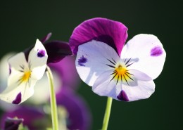 美丽的三色堇图片
