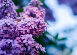 秀美的紫色丁香花图片