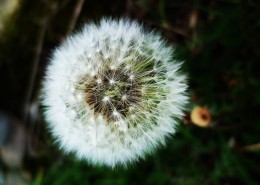 毛绒绒的蒲公英图片大全