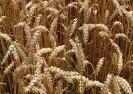 成熟的小麦图片大全