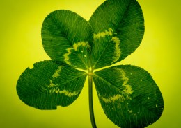 绿色的幸运草图片