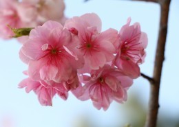 唯美绽放的樱花图片