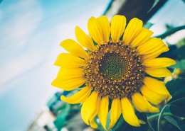 盛开的向日葵图片大全