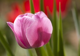 玫红色的郁金香图片