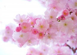 淡雅清新的樱花图片大全