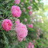 盛开的粉色蔷薇图片