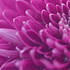 漂亮的紫色菊花微距图片