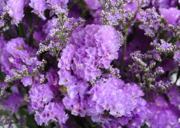 漂亮的紫色干花图片