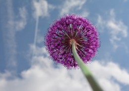 漂亮好看的紫色葱花图片