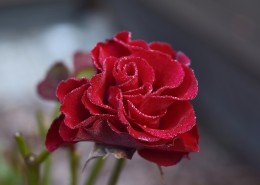鲜艳的红玫瑰图片大全