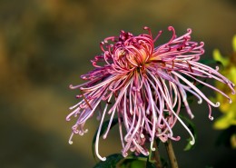 怒放的菊花图片