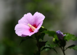 木槿花图片大全