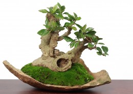 姿态优美的绿色植物盆栽图片