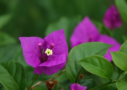 紫色的三角梅图片