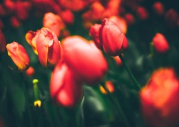 色彩斑斓的郁金香花丛图片