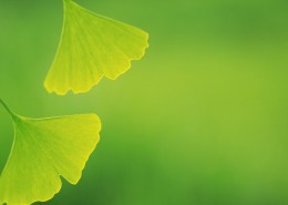 护眼的绿色植物图片大全