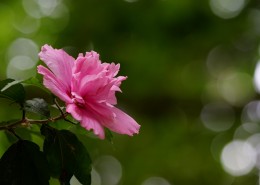 木槿花图片大全