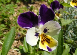 三色堇高清图片大全