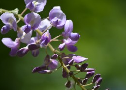 紫藤花高清图片