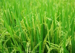 水稻稻田高清图片
