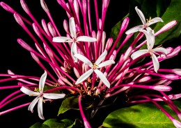 红色的金银花图片