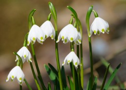 幽雅清丽的铃兰图片