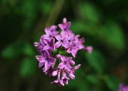 著名的庭园花木之丁香图片