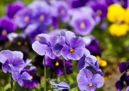 美丽的紫色花朵图片