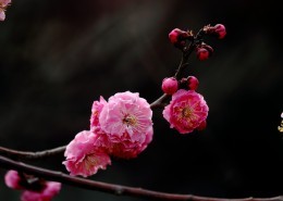 白色和粉色樱花图片