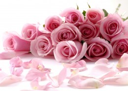 爱情之花粉色玫瑰图片