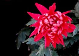 五颜六色的菊花图片