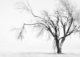 一棵孤单的树图片
