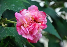 粉色木芙蓉图片