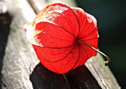 红彤彤的苦姑娘图片