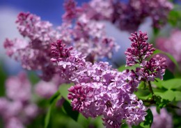 唯美的丁香花图片