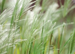 唯美的野草图片