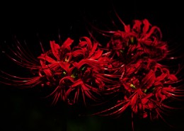 红色唯美彼岸花图片大全