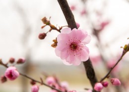 春天鲜艳的梅花图片大全