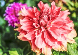 各种颜色的大丽花图片