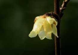 黄色的腊梅花图片大全